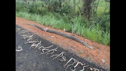 Катастрофирал камион пренасящ змии (снимки)