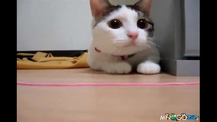 Зомбирано коте