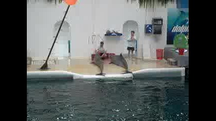 Делфини