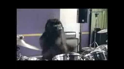 горила барабанист