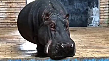 Плачещият хипопотам в зоогическата градина в София