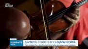 Бразилското дърво предизвика конфликт между музиката и екологията