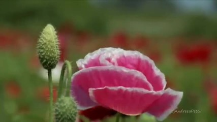 Giovanni Marradi - Because I Love You