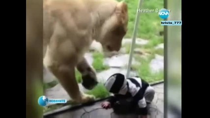 Лъв се опитва да хване бебе Новини