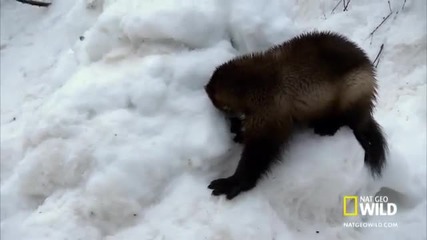 Росомаха спасява човек под снега!