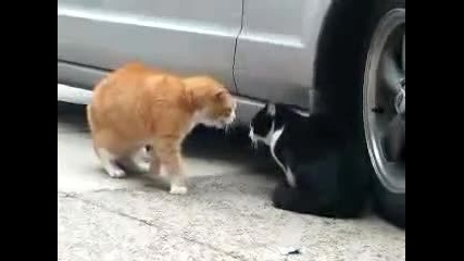 Епична караница между котки ;d !