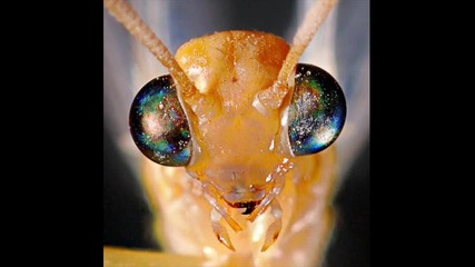 7 причини мравките да превземат света