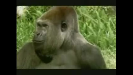 Реклама Bud Light - Маймуни