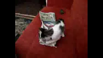 Сладко Котенце