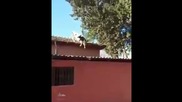 Крава на покрива