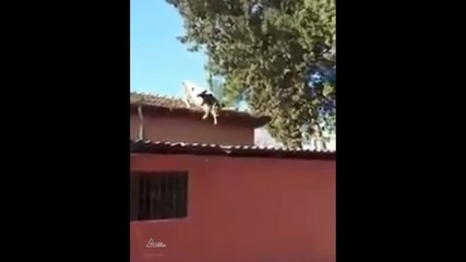 Крава на покрива