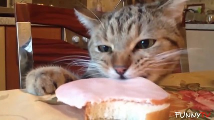 Компилация! Котките и кучетата са най-сладките крадци