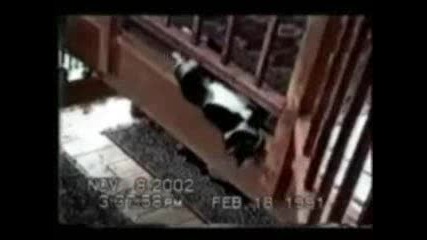 Crazy Cat
