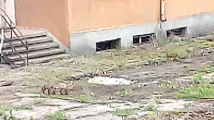 Vid_20190424_071310