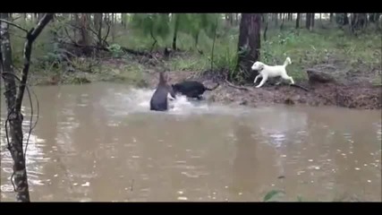 Изплашено кенгуру се опитва да удави куче във водата