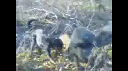 Видео000.3gp