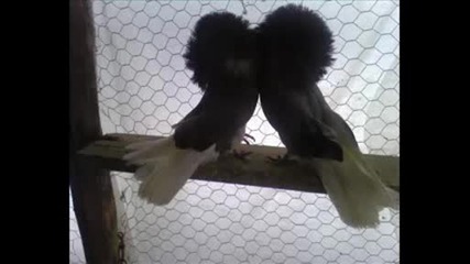 Паунови Гълъби 