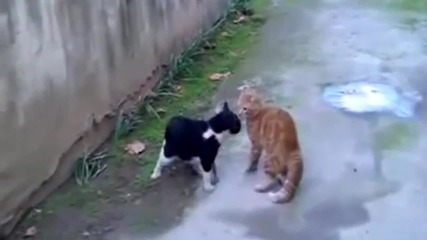 Бой между котки