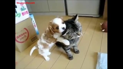 Малко куче играе с котенце
