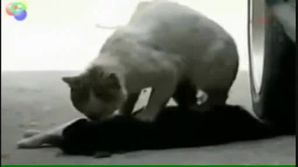 Котка се опитва да съживи приятел .. ; 