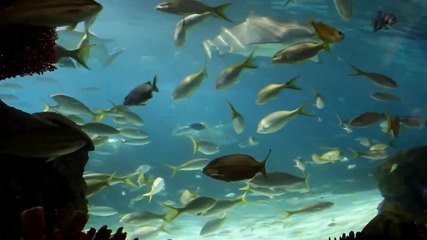 Super aquarium