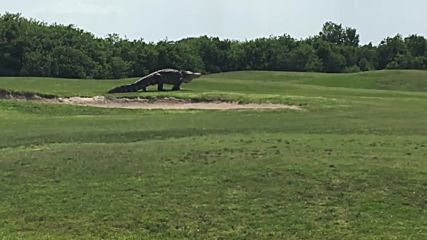 Огромен алигатор премина през голф игрище във Флорида.