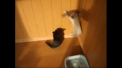 Котки срещу Сянка