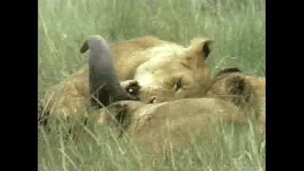 Атака на лъвове