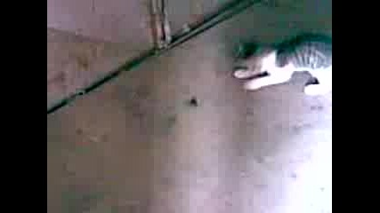 ludo kote