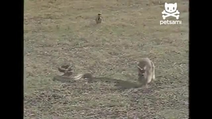 Заек напада змия