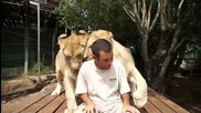Getting morning love from the lions