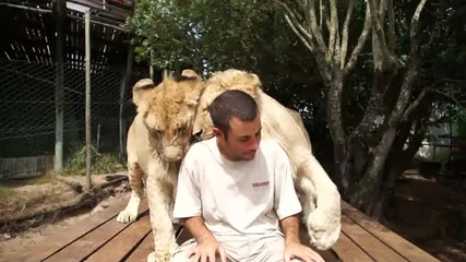 Getting morning love from the lions