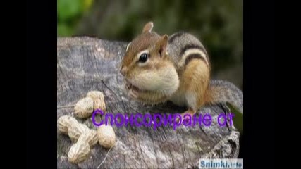 Selyto 