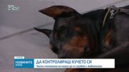 Кога и защо кучетата реагират агресивно?