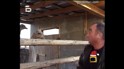 Животински
