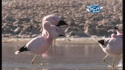 Bird Idol - Walk on the Wild Side - Bbc 