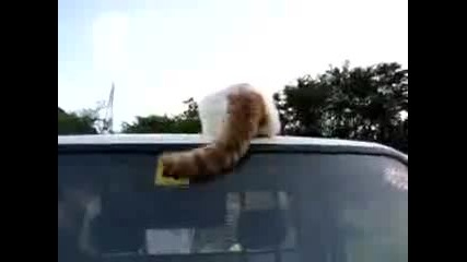 Котка служи за чистачка на лека кола 