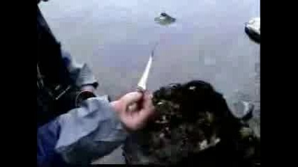 В Търсене На Неси