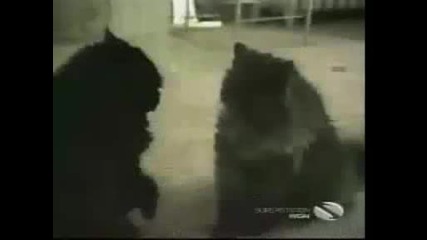 funny cats 2