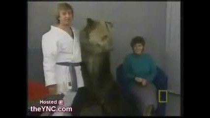 мечка напада жена