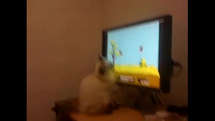 Котка си играе с Тв тъчскрийн
