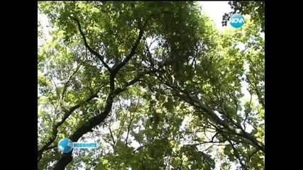 Изсъхнали дървета в Русе застрашават пешеходците