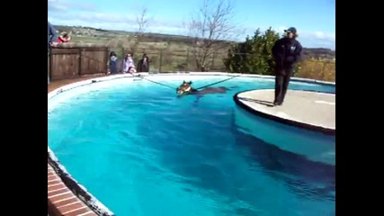 Кон плува в басейн 