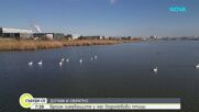 Зимно преброяване на птиците в района на Бургас