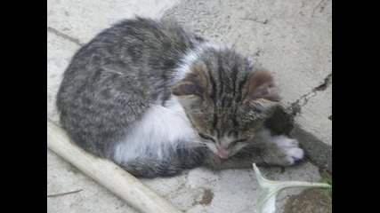 Моите котенца 
