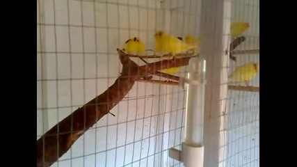 Млади пилета се учат да пеят !!! 