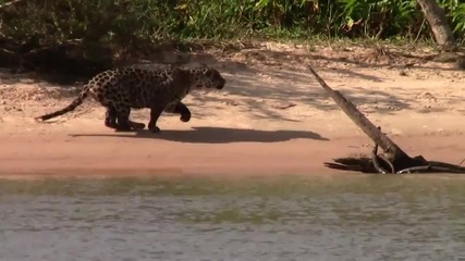 Ето как ловува един ягуар