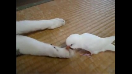 Птиче и котка – най-добрите приятели?