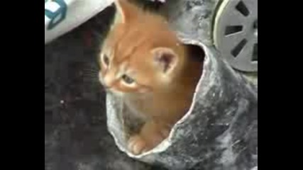 Откъде Излезна Това Коте 