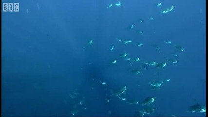 Emperor Penguins v Leopard Seal - Blue Planet - Bbc Earth 